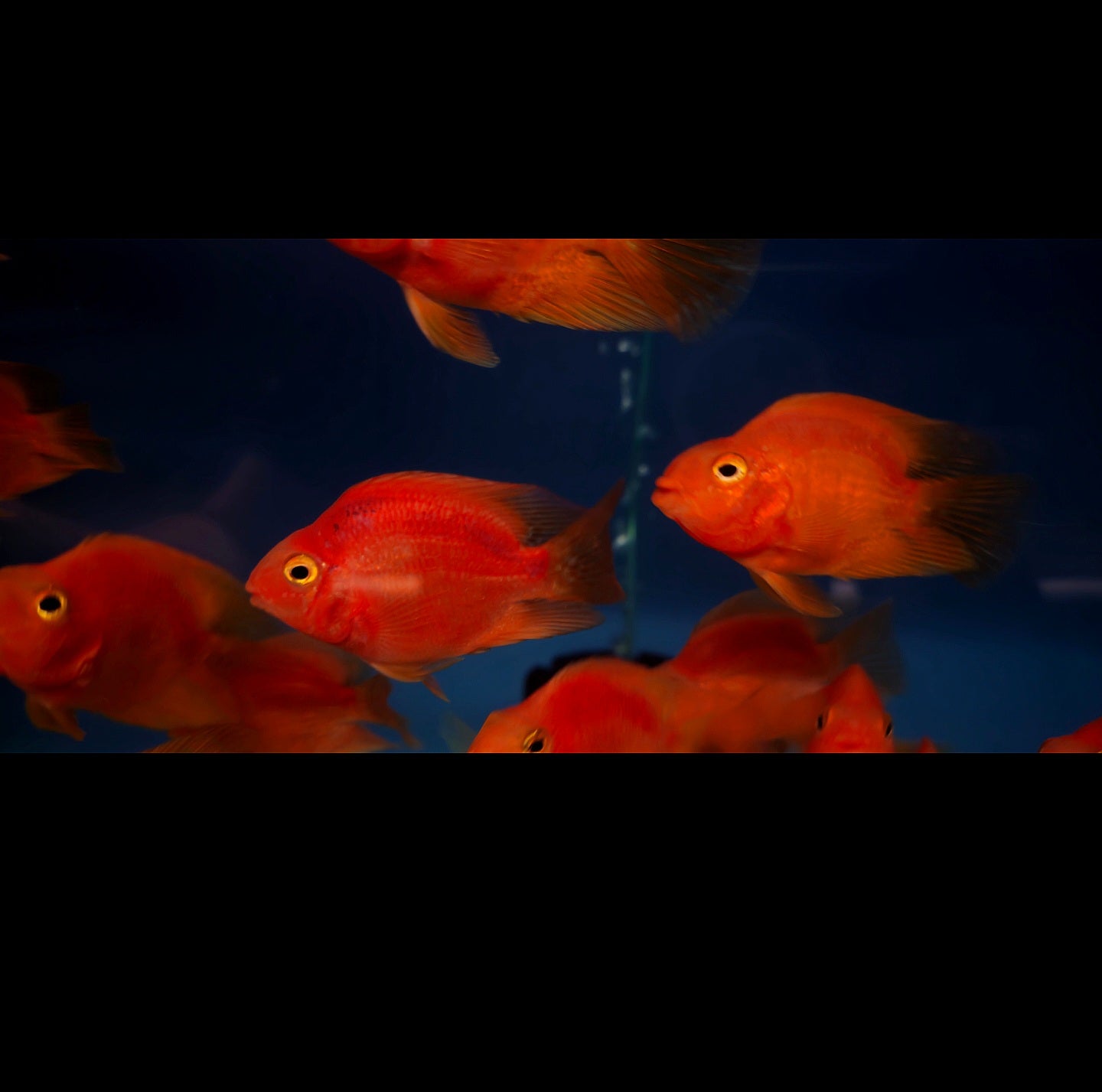 Blood Red Parrot