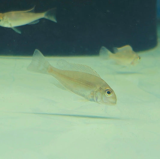 Geophagus Megasema