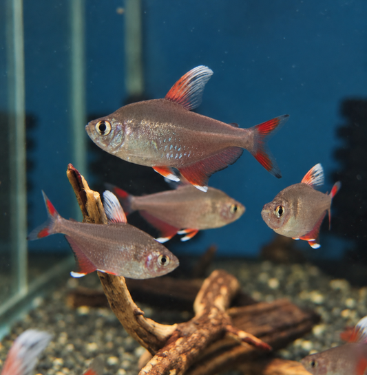 Rosy Whitefin Tetra