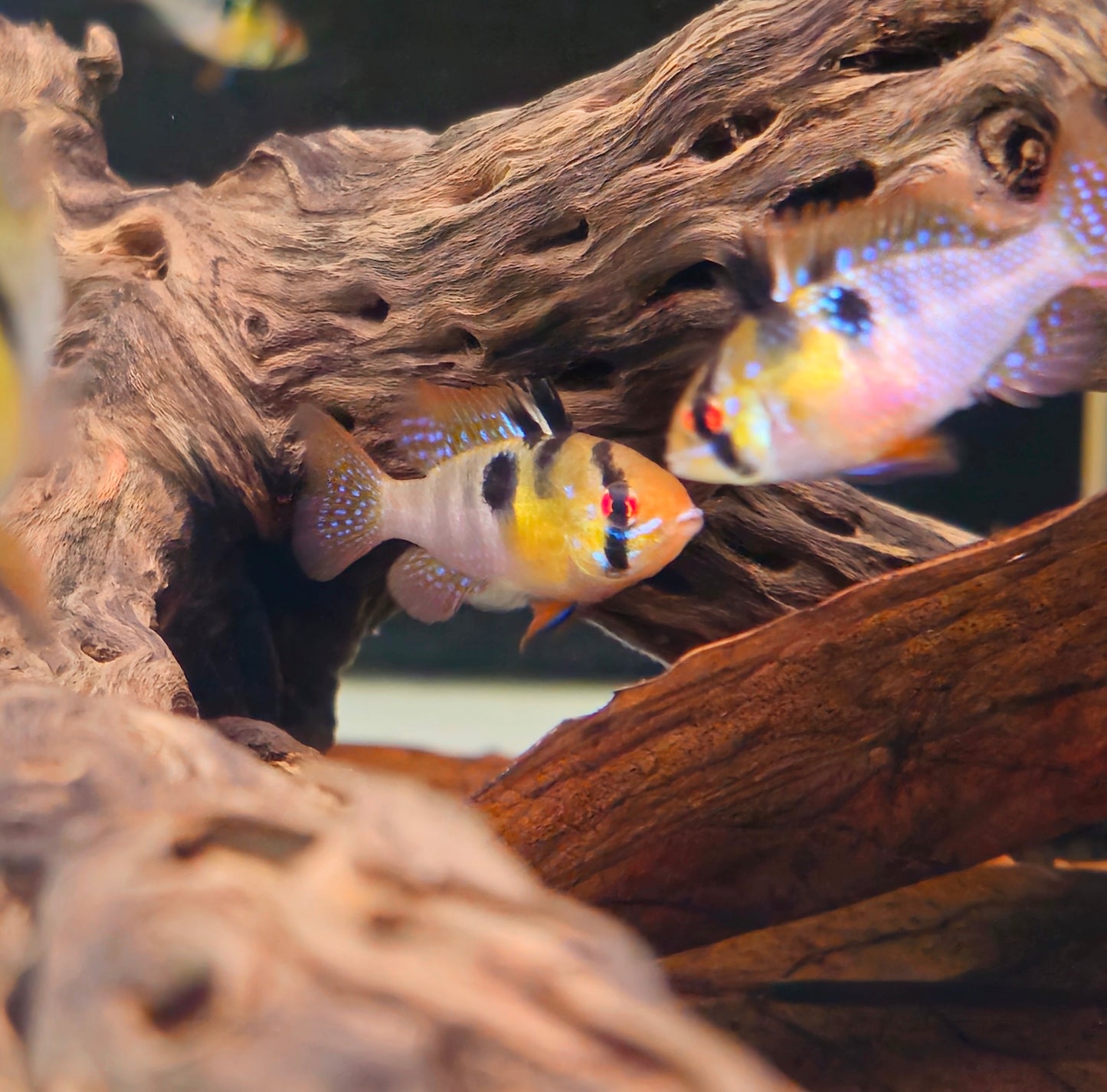 German Blue Ram