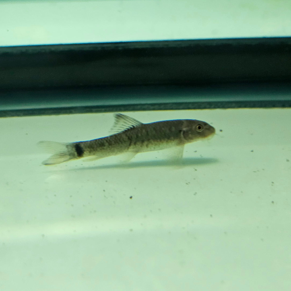 Garra Flavarta Algae Eater