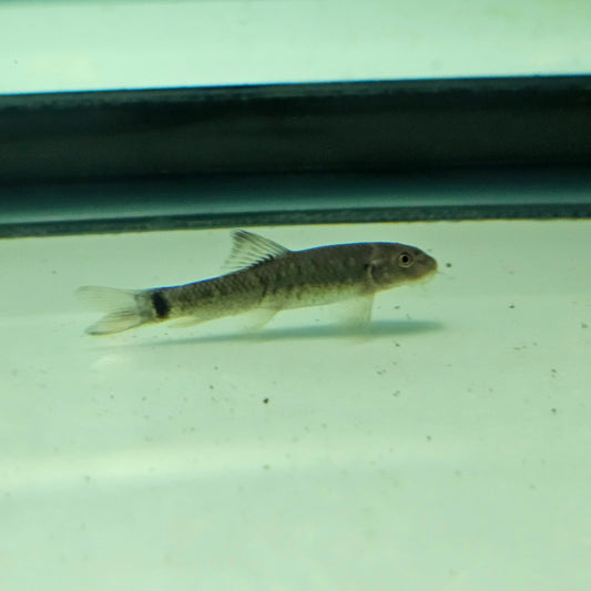 Garra Flavarta Algae Eater