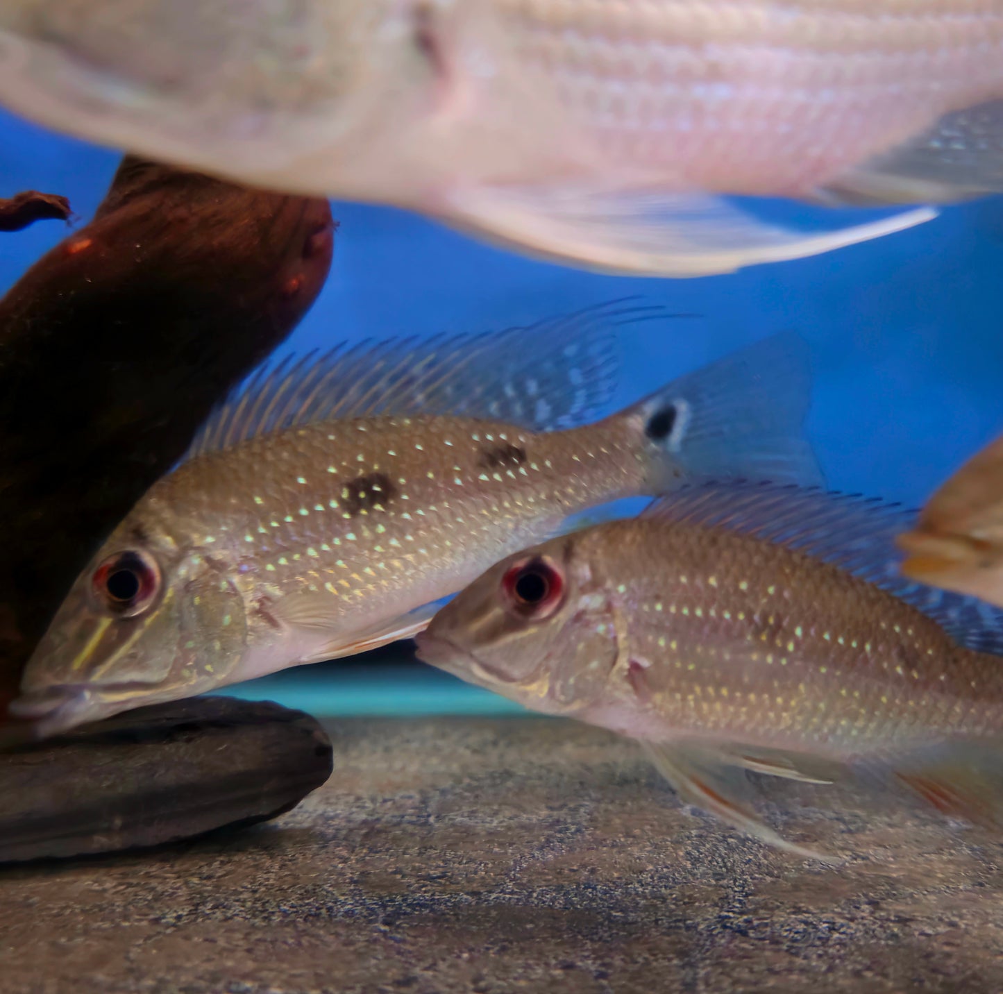 Geophagus Deamon
