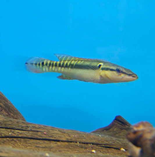 Zebrina Pike