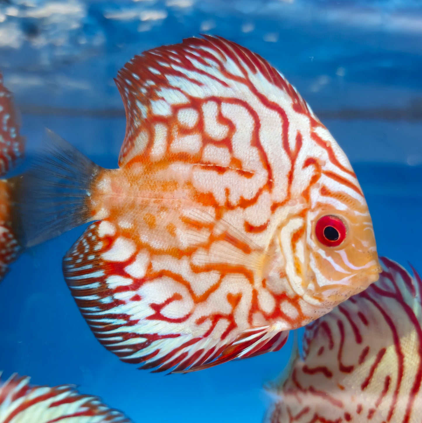 Red Pigeon Blood Discus