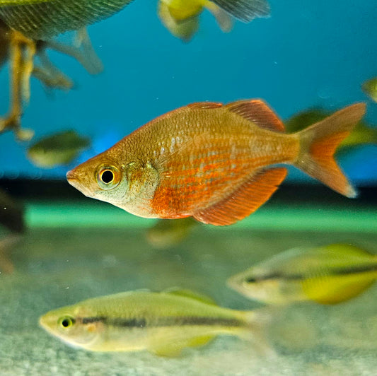 Millenium Rainbow Fish