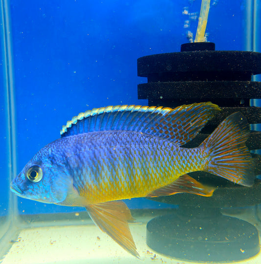 Blue Gold Hap