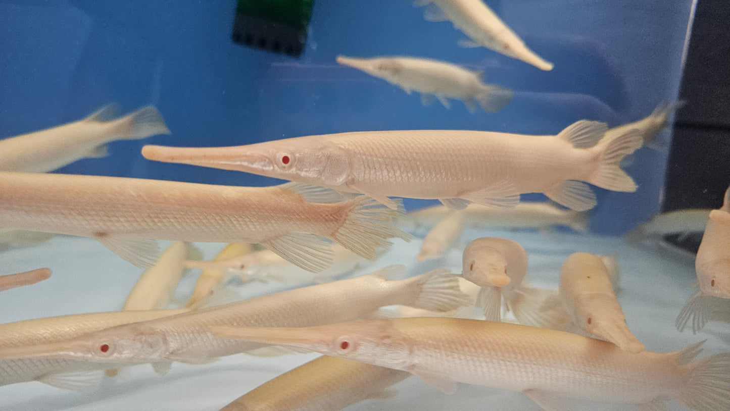 Albino Florida Gar