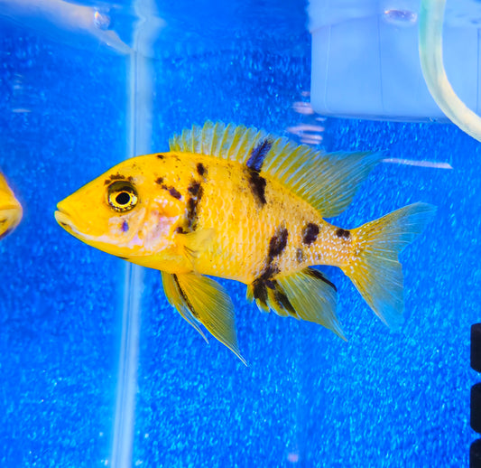 Golden OB Lwanda