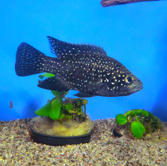 Starry Night Cichlid
