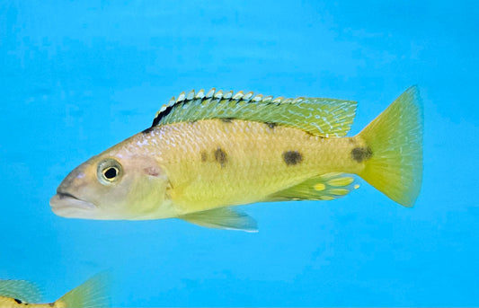 Exochromis Anagenys