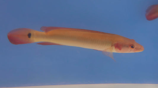 Red Atabapo Pike