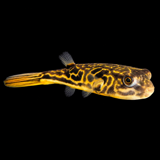 Mbu Puffer