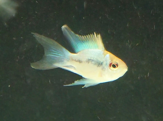Longfin Balloon Electric Blue Ram