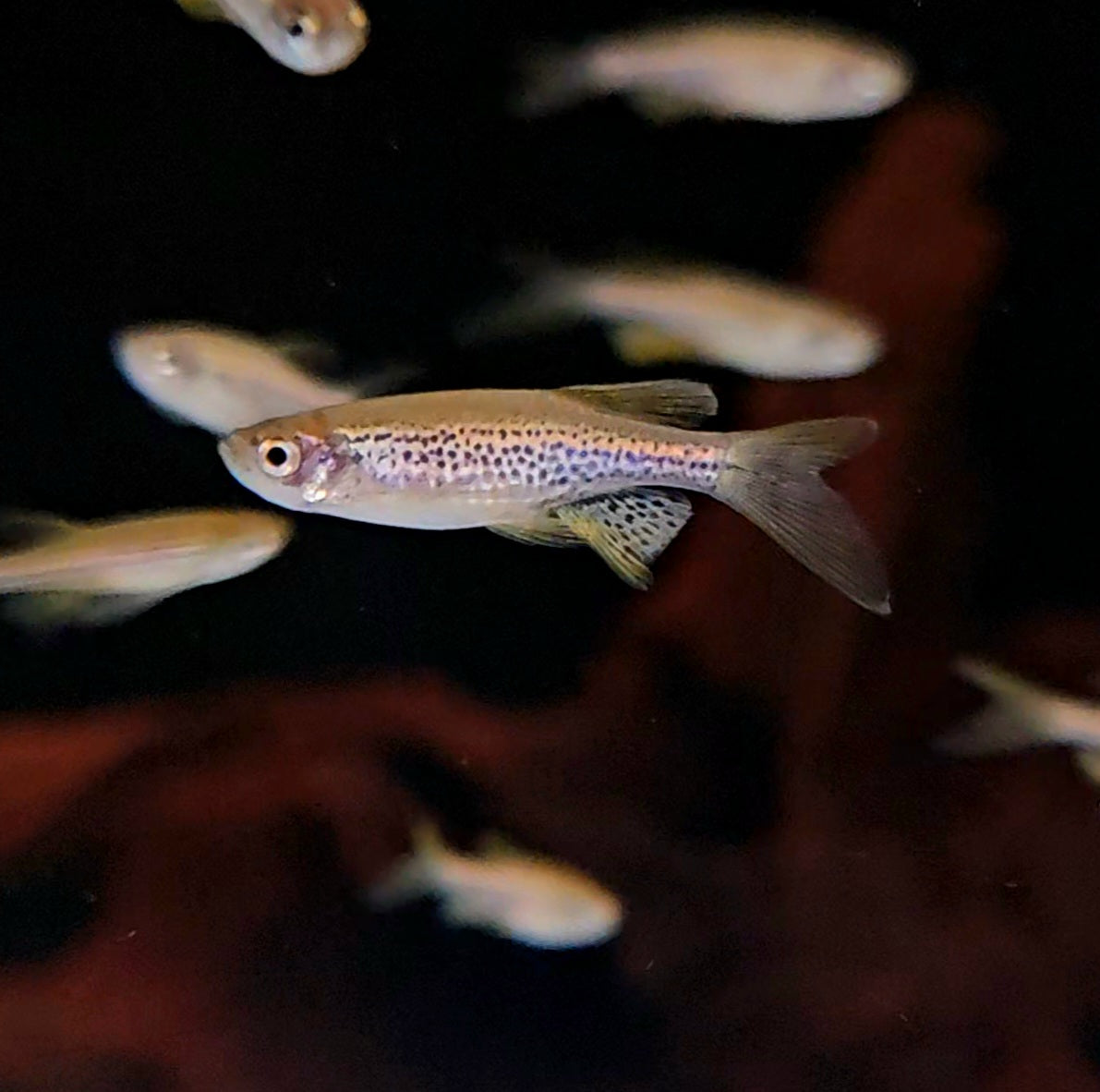LongFin Leopard Danio
