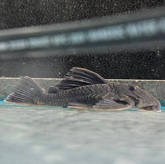 Blue Panaque Pleco L239