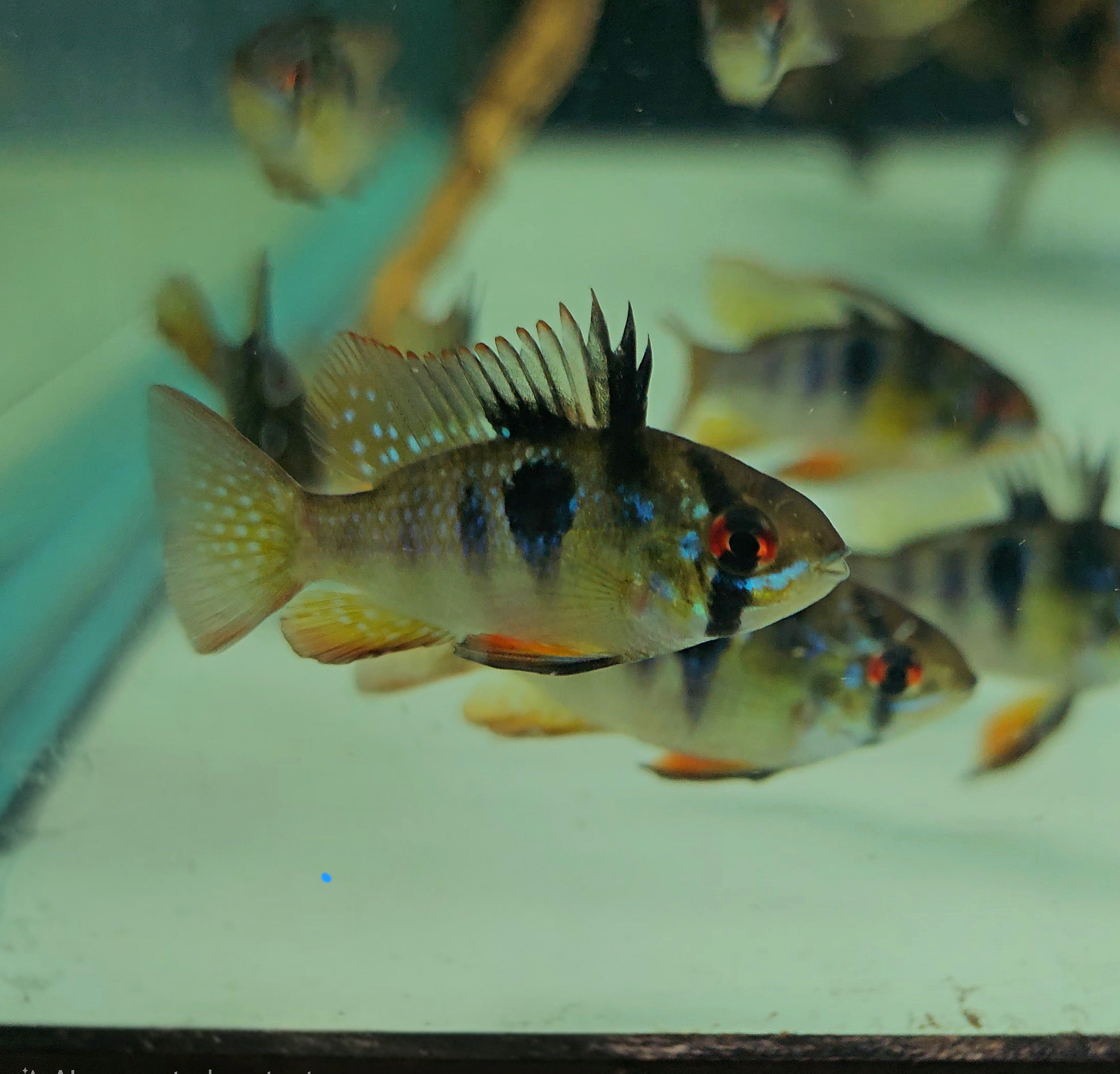 Black Ram – Global Exoticquatics