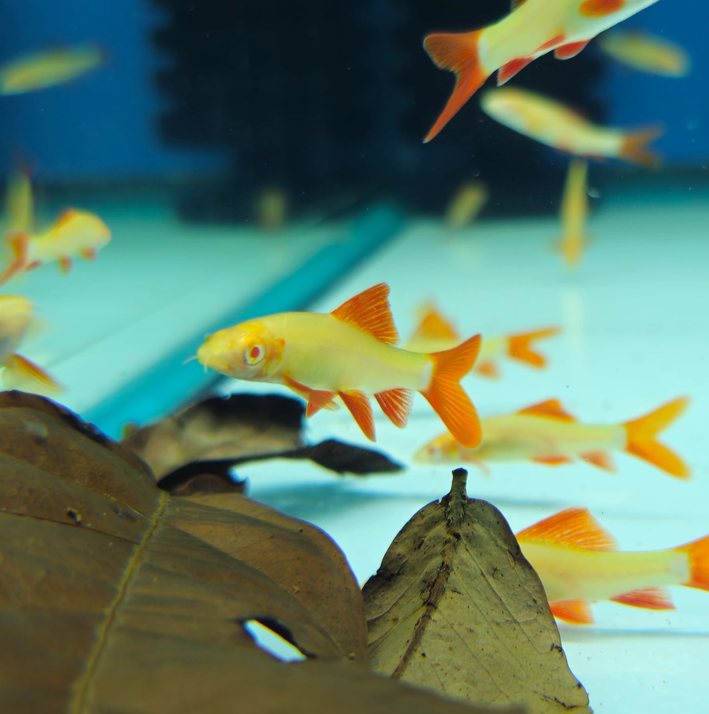 Albino Rainbow Shark