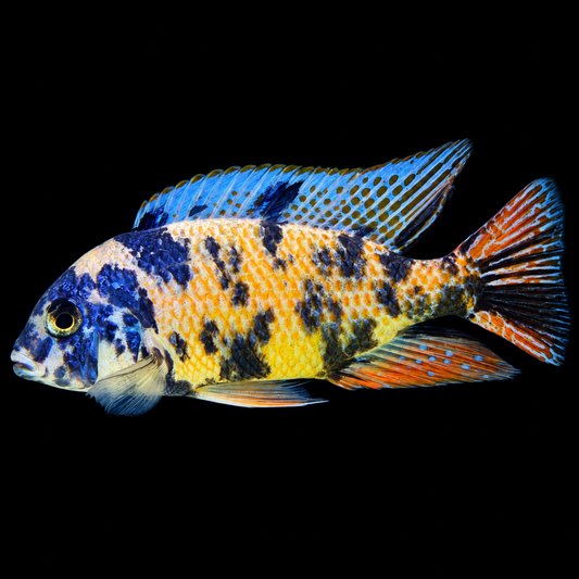 OB Fire Blue Hap