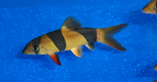 Clown Loach