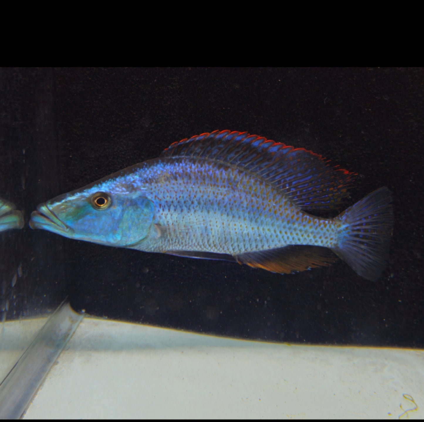 Compressiceps Malawi Eyebitter