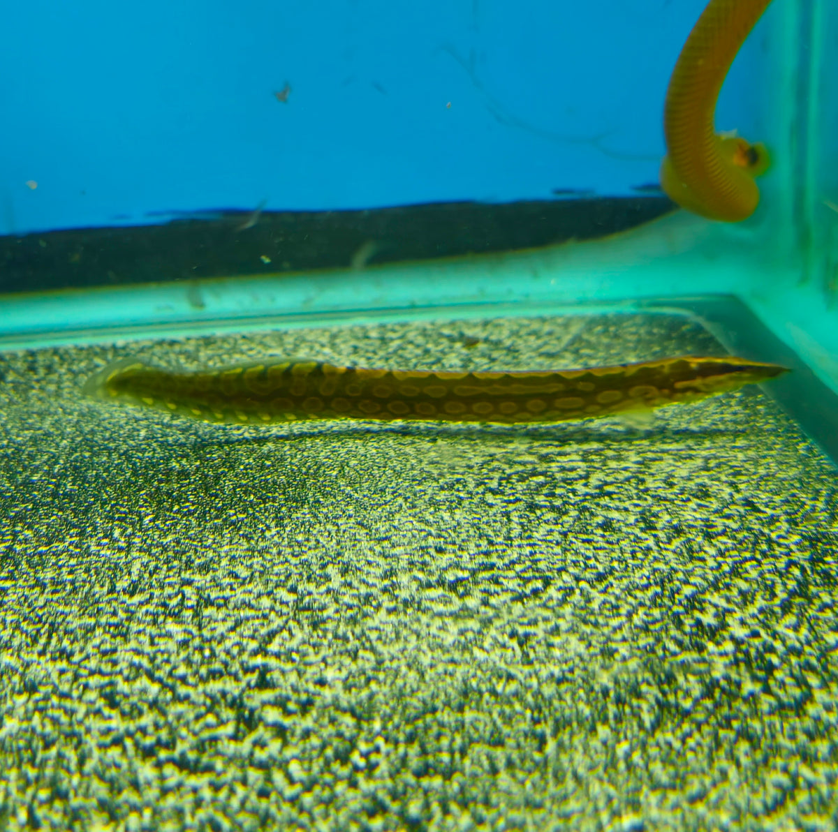 Tire Track Eel
