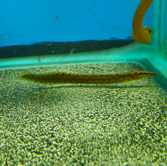 Tire Track Eel
