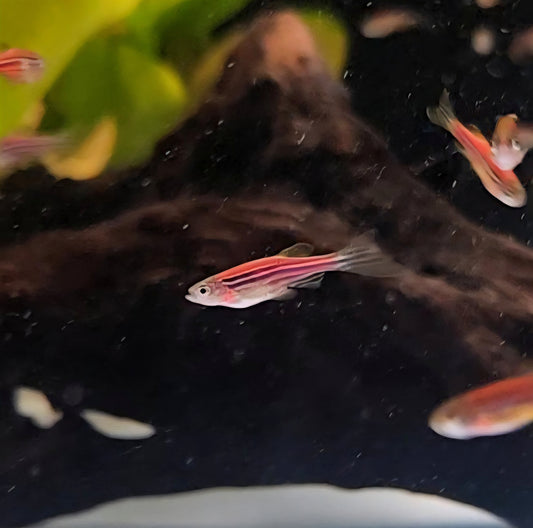 Longfin Pink Zebra Danio