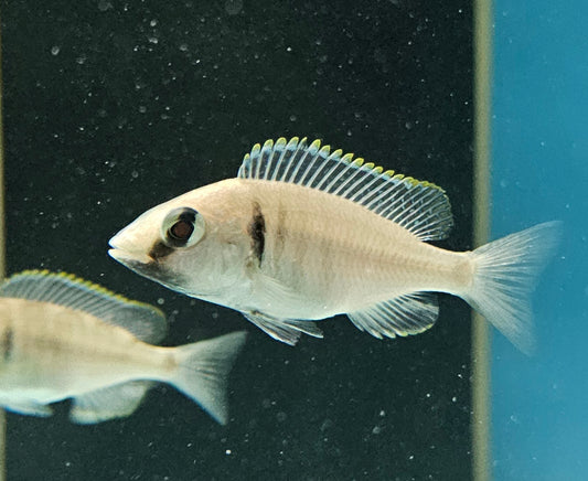Deep Water Hap