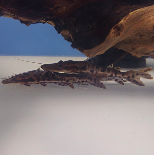 Tiger Shovelnose Catfish