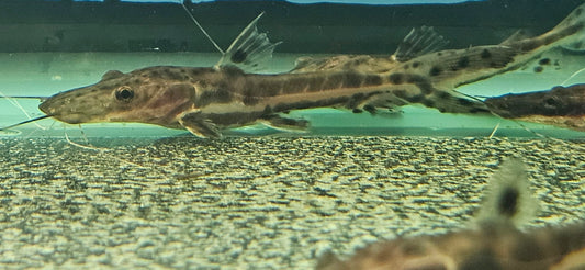 Tiger Shovelnose Catfish