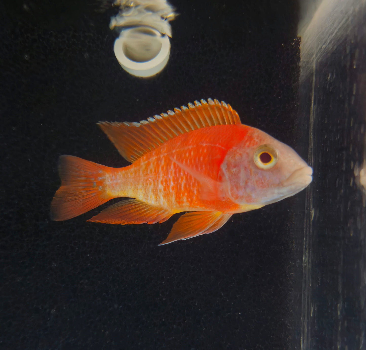 Albino Rubecen
