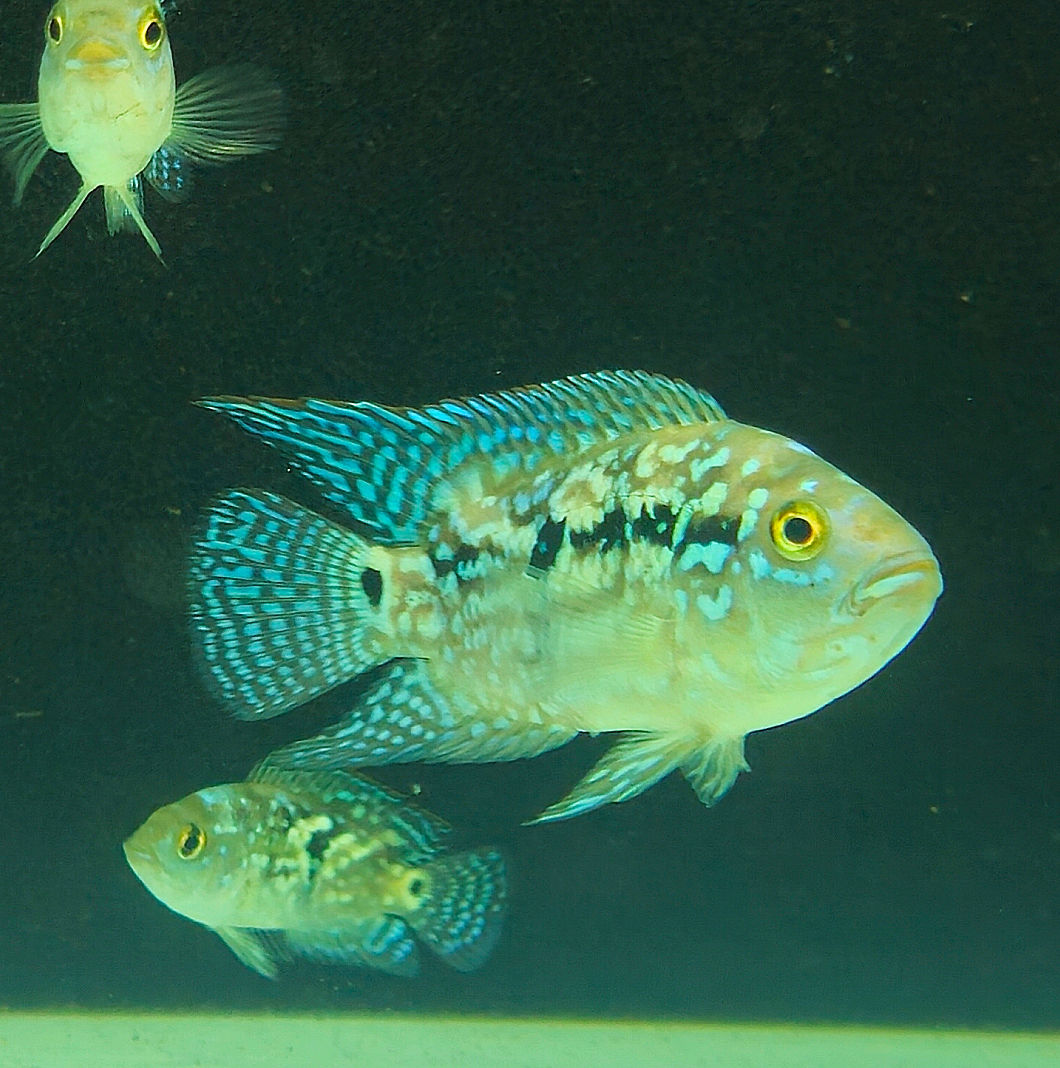 Cichlids from Central America　熱帯魚 Top 5 Central American Cichlids - YouTube