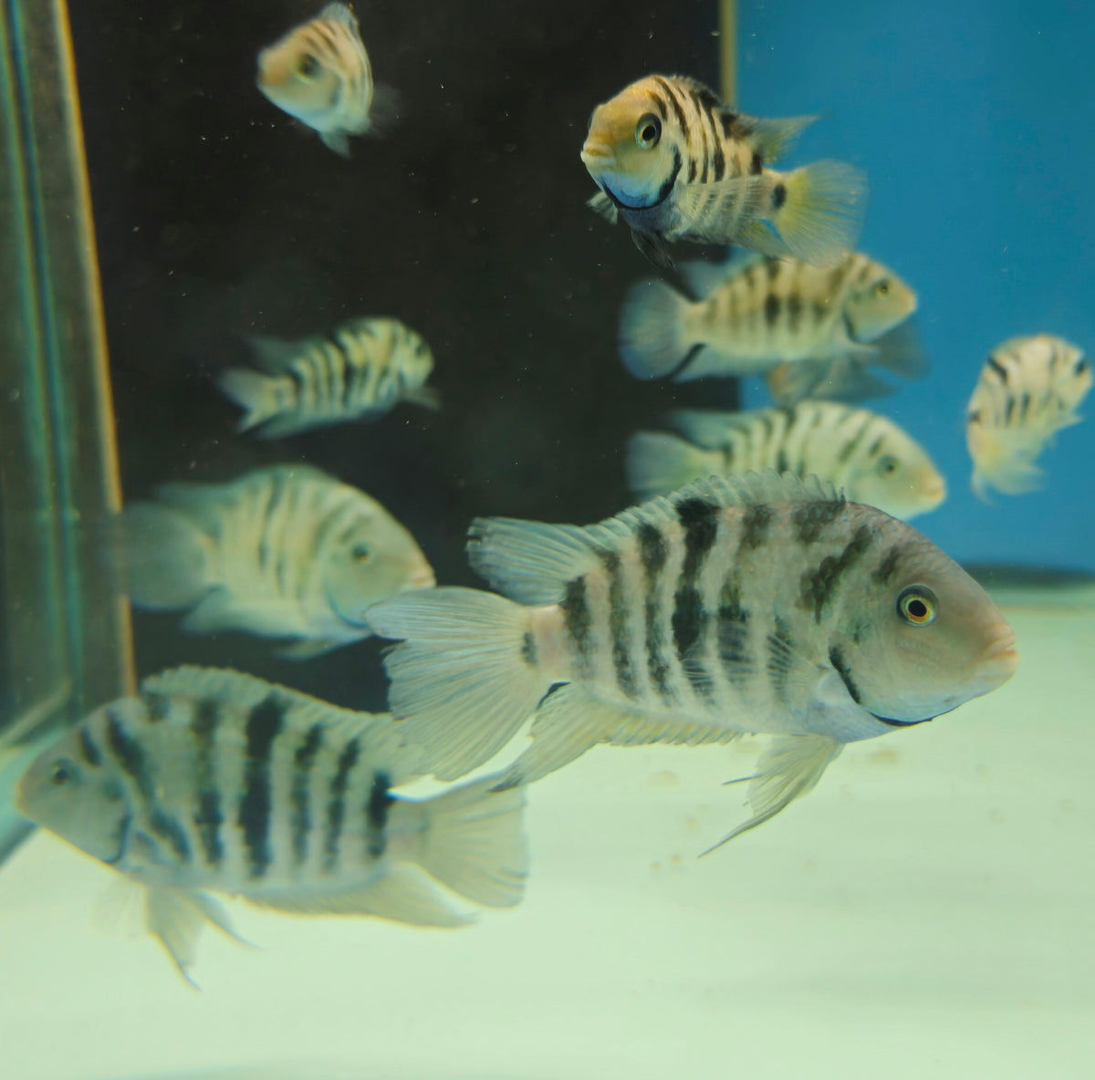 Convict Cichlid