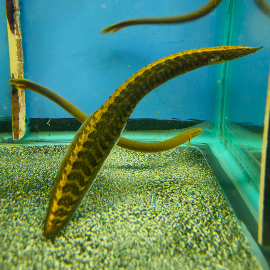 Spiny Eel
