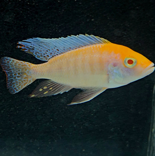 Albino Sulfur Head