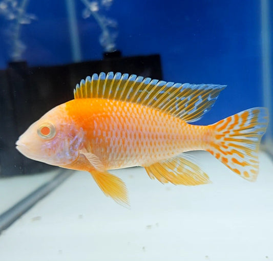 Albino Ruby