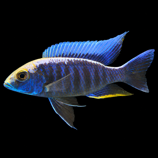 Yellow Blaze Fryeri