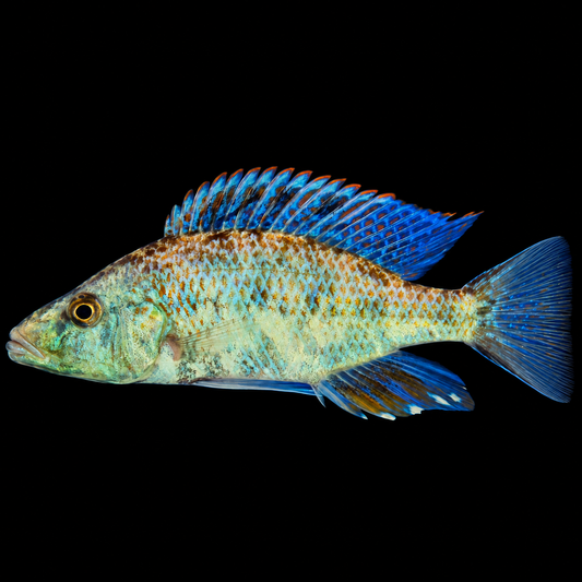OB Compressiceps Eyebitter