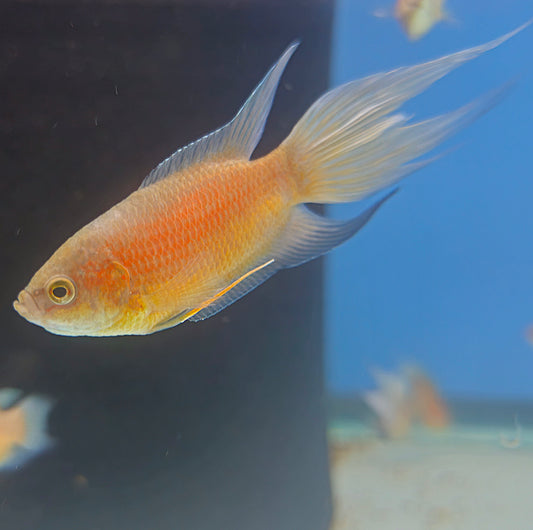 Red Flame Paradise Gourami
