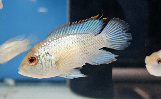 Electric Blue Acara