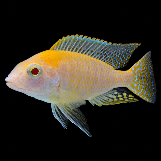 Albino Gold Harbor