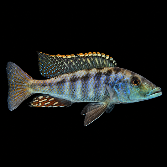 Malawi Gar