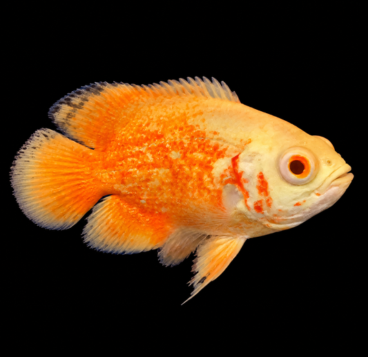 Chili Red Oscar