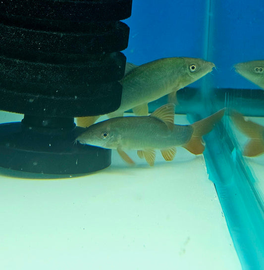 Botia Red Tail Loach