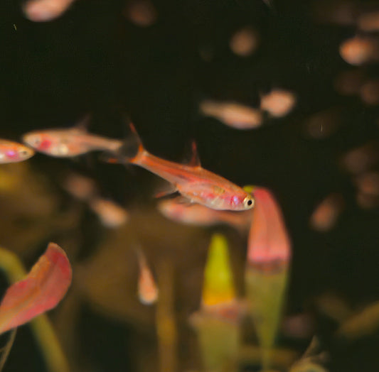 Chili Rasbora