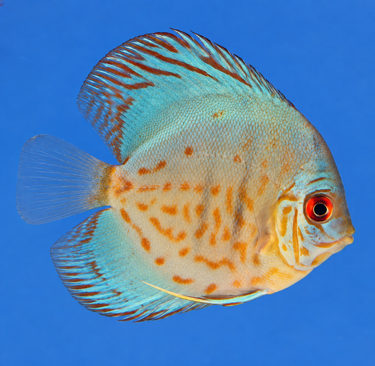 Cobalt Blue Discus