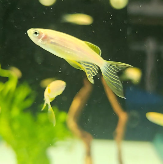 LongFin Gold Zebra Danio