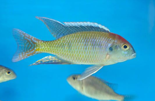Red Cap Lethrinops
