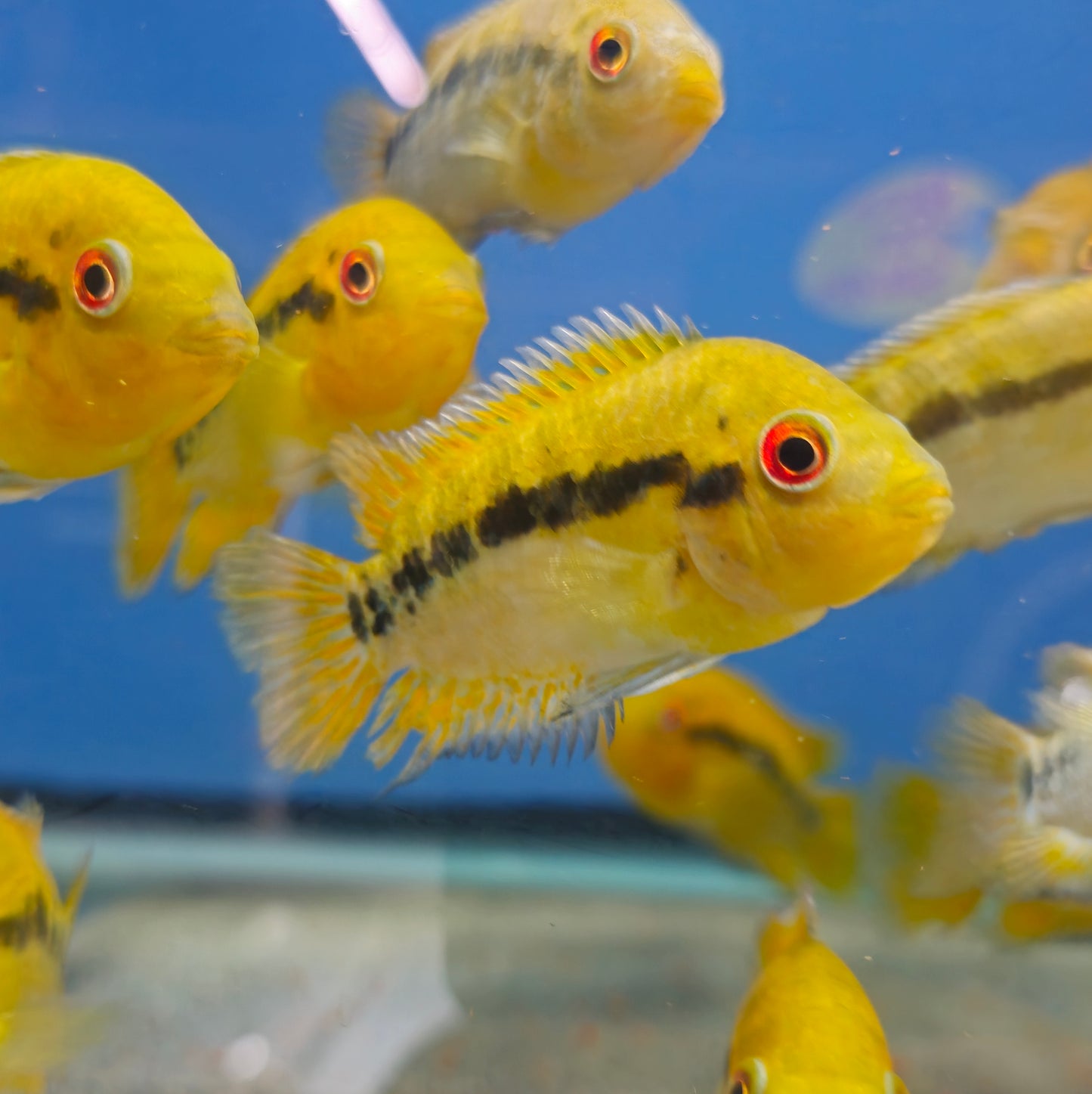 Rainbow Cichlid